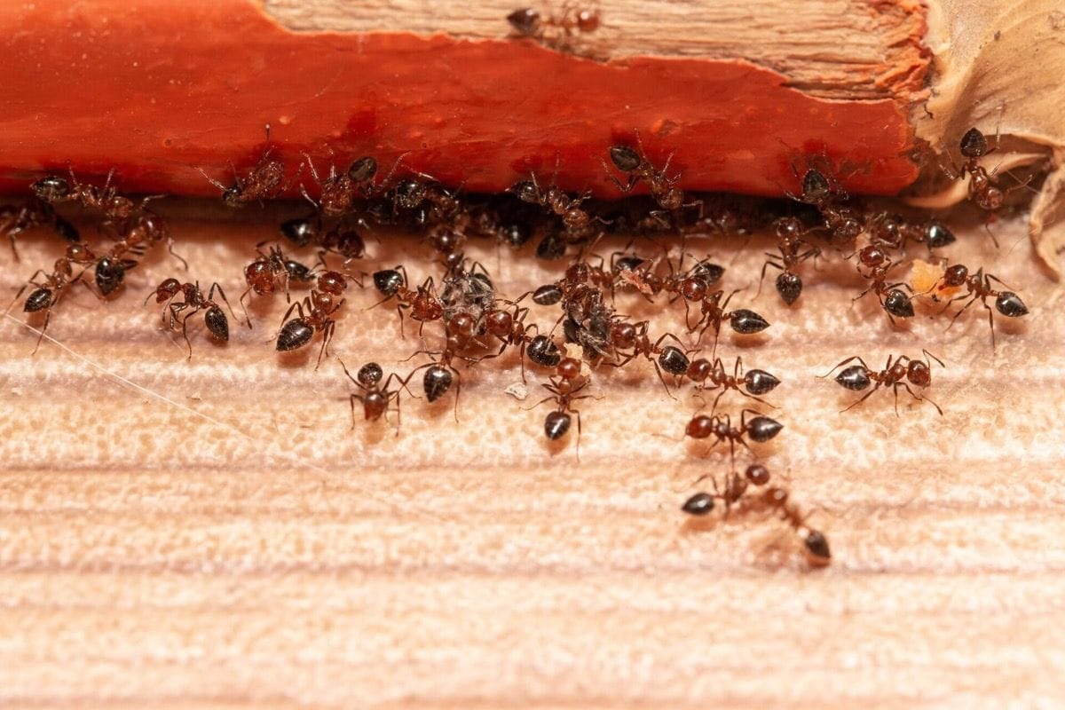 Ant activity around the home