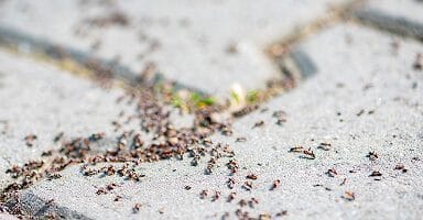 Pavement Ants