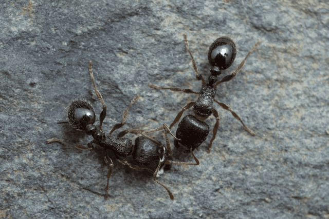 Pavement Ants