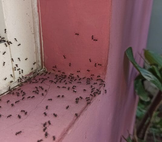 Signs of an ant infestation