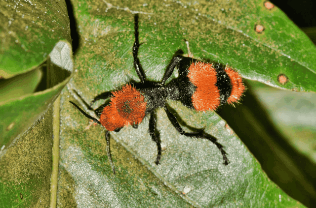 Velvet Ants