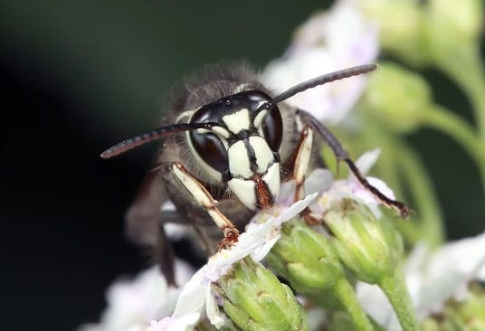 Bald-faced hornet face showing white markings