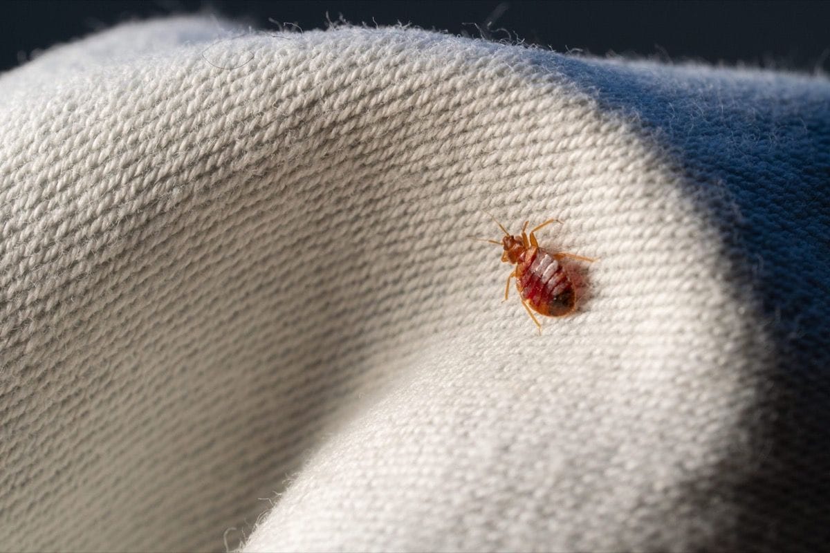 Bed bug behavior and habits