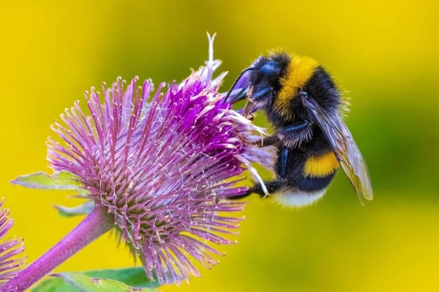 Bumble Bee (Bombus)