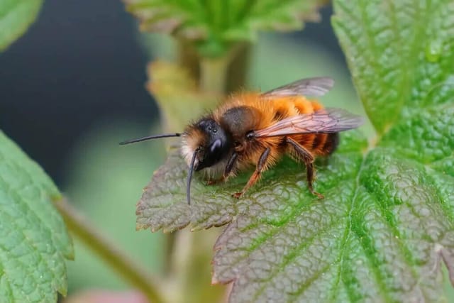 Mason Bee (Megachilidae)