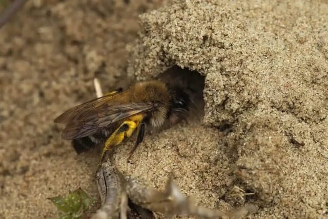Miner Bee (Andrenidae)