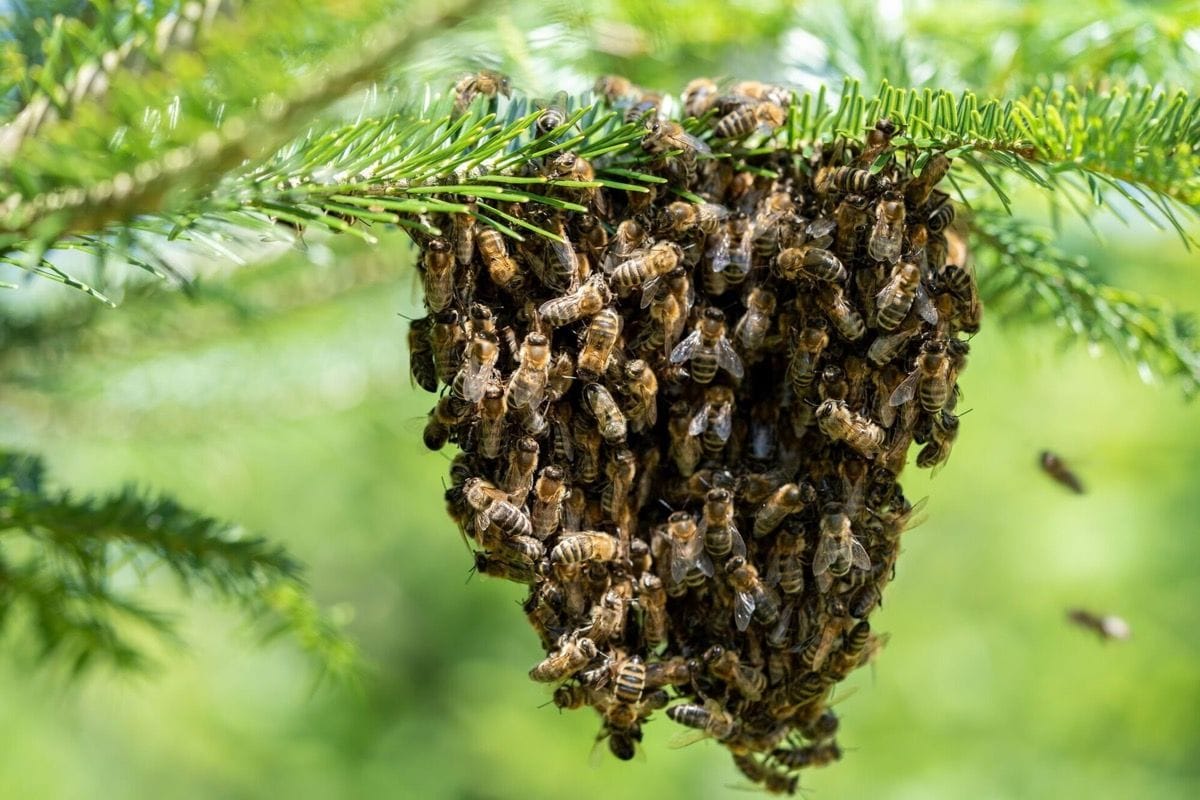 Signs of bee activity near your home