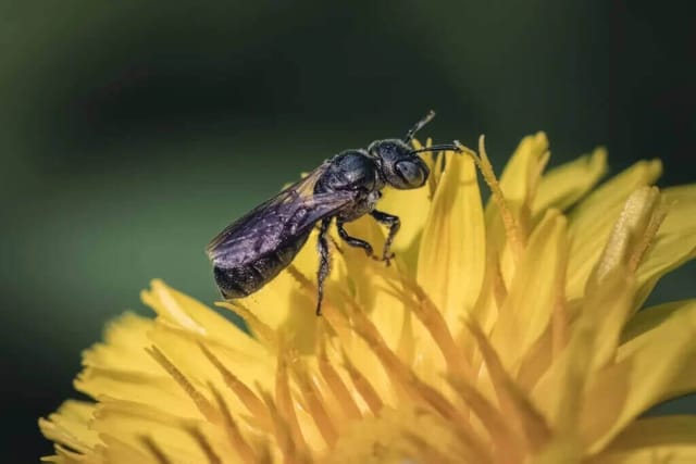 Small Carpenter Bee (Ceratina)