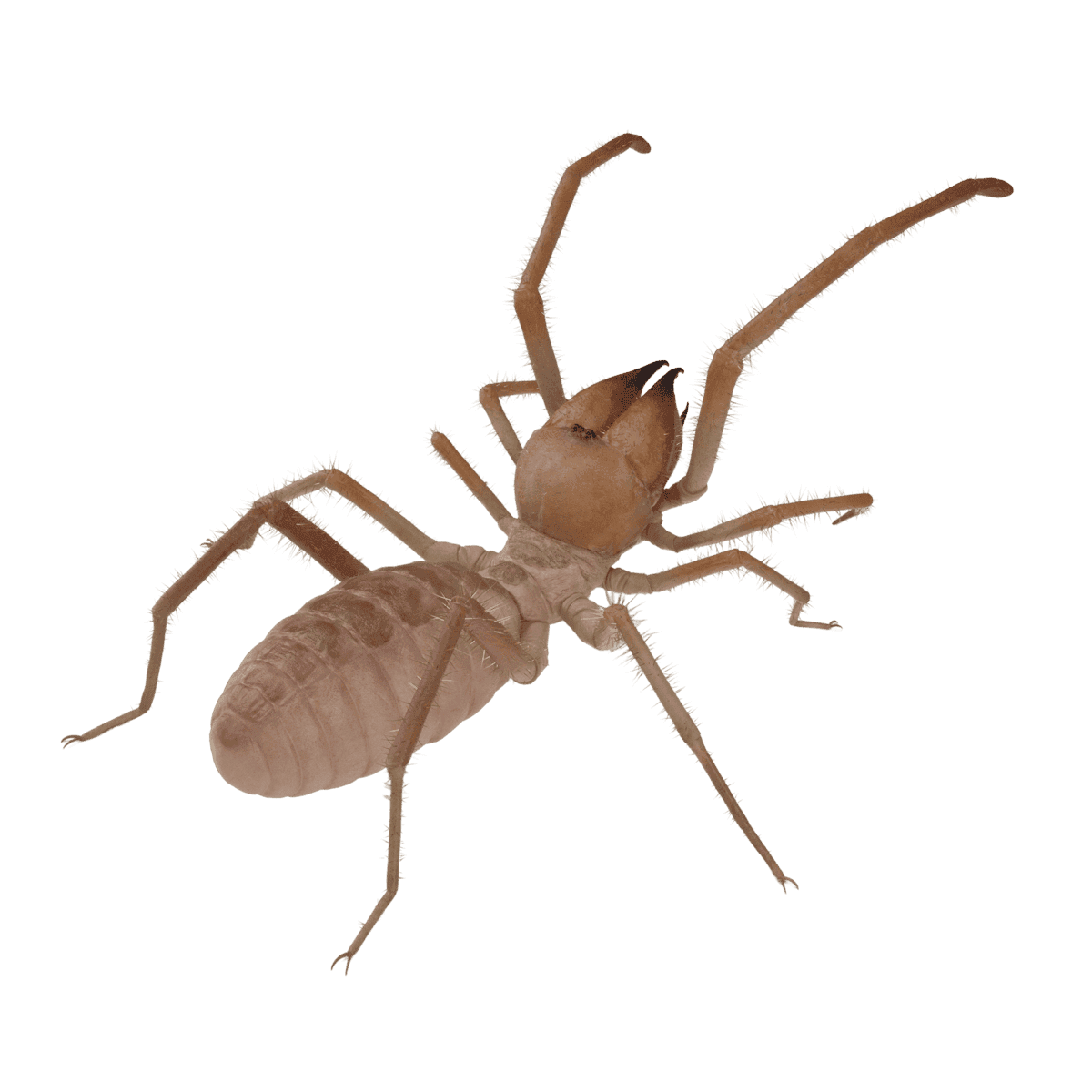 Close-up of a camel spider