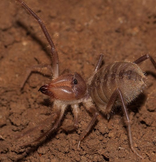 Close-up of camel spider anatomy