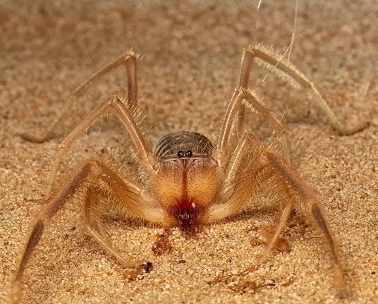 Camel spider in its natural desert environment