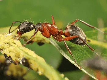 Red Carpenter Ant (Camponotus chromaiodes)
