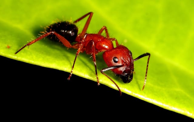 Florida Carpenter Ant (Camponotus floridanus)