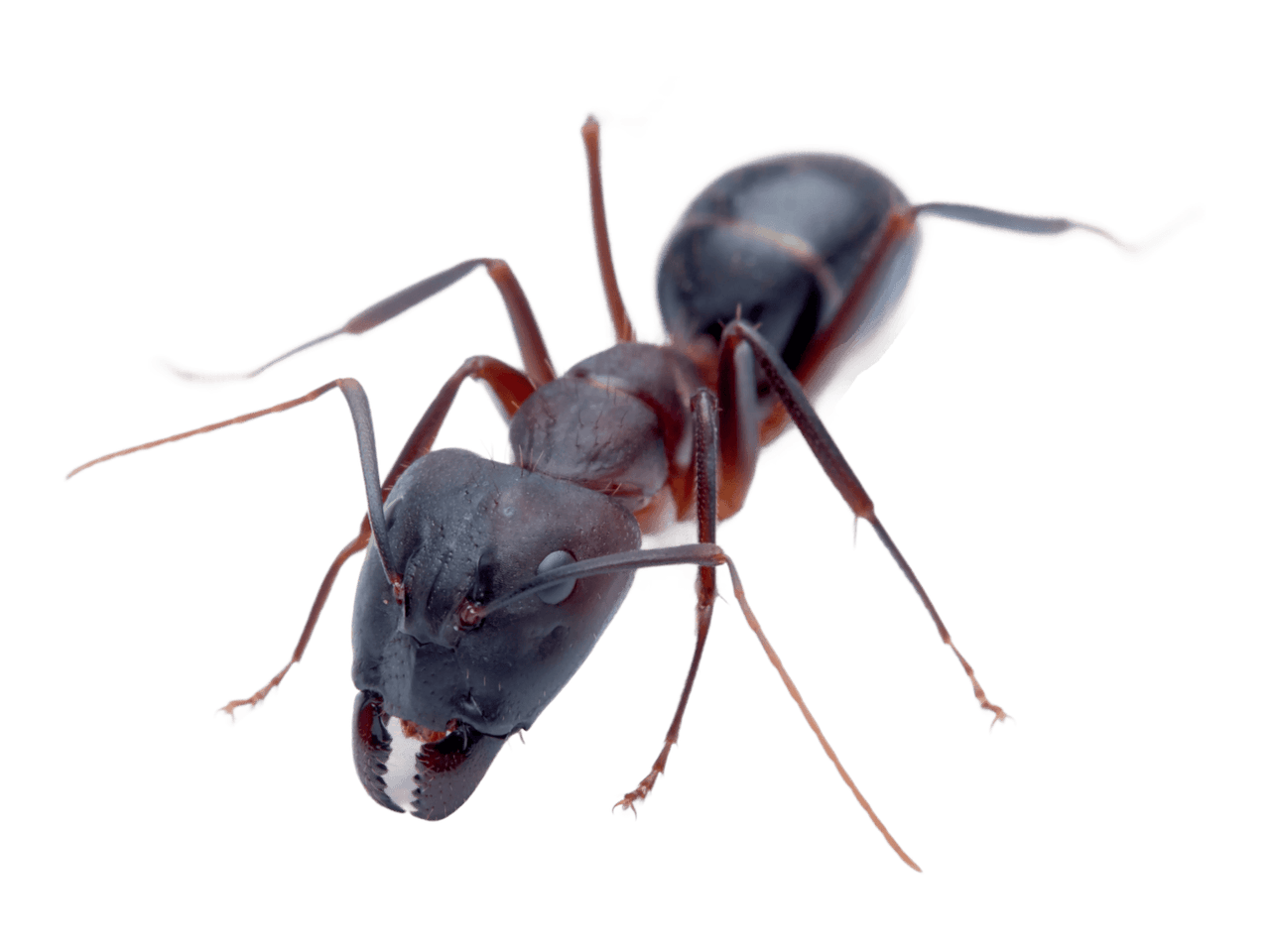 Close-up of a carpenter ant
