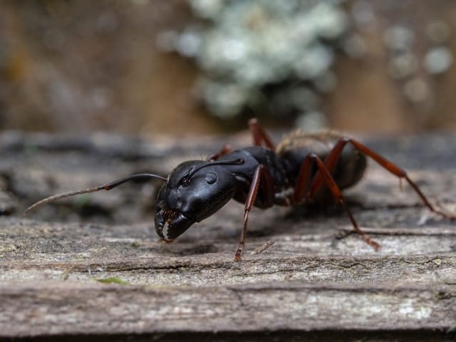 Western Black Carpenter Ant (Camponotus modoc)