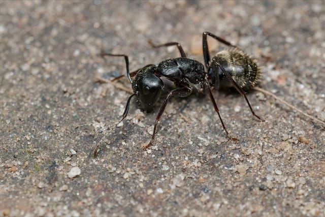 Black Carpenter Ant (Camponotus pennsylvanicus)