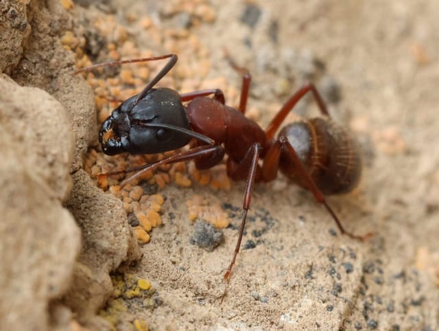 Camponotus vicinus