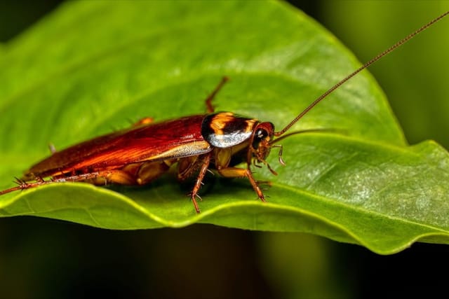 Australian Cockroach