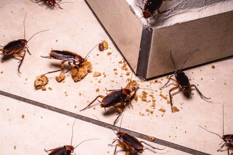 What attracts cockroaches to your home