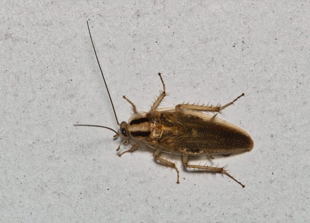 German Cockroach