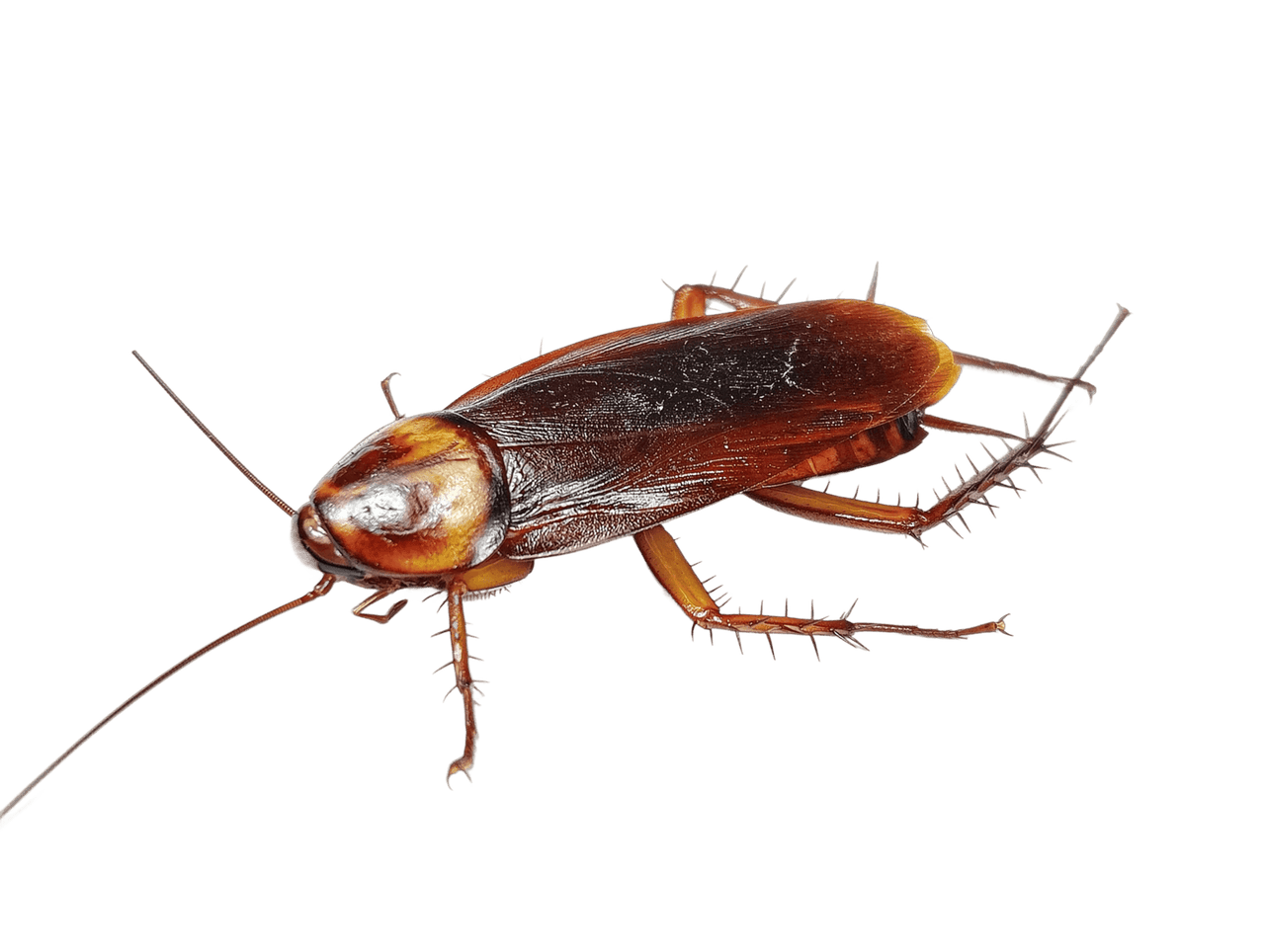 Close-up of a cockroach