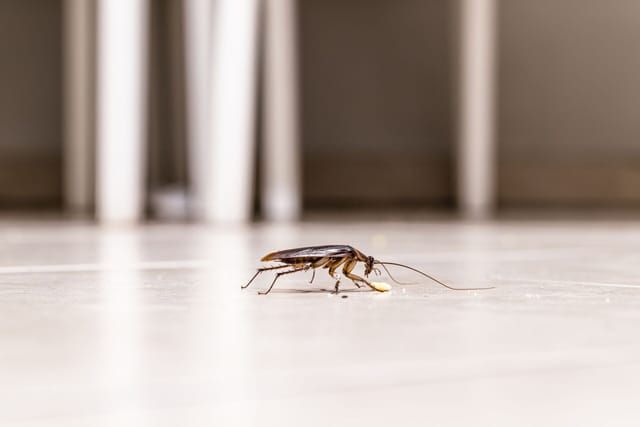 Asian Cockroach
