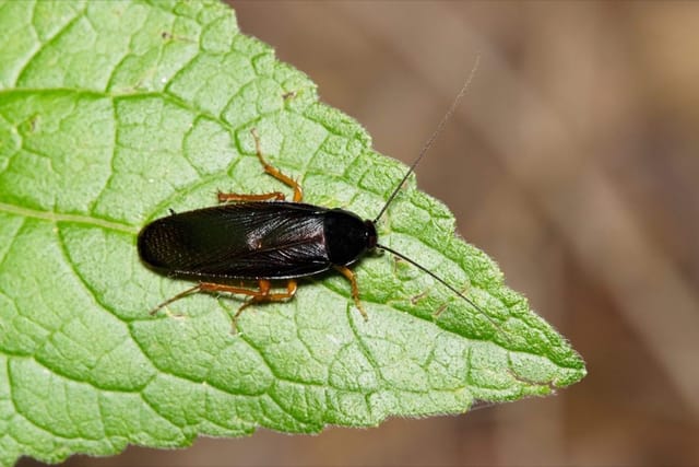 Smokybrown Cockroach