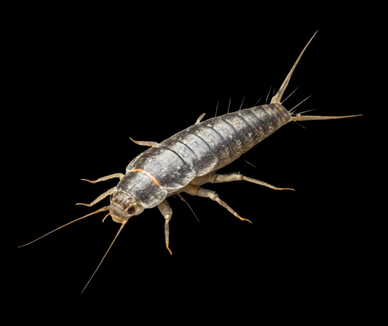 Common silverfish close-up