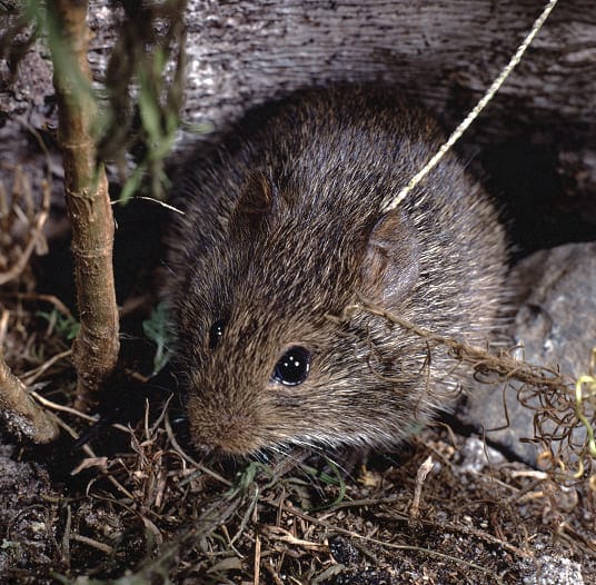 Cotton mouse foraging in woodland debris
