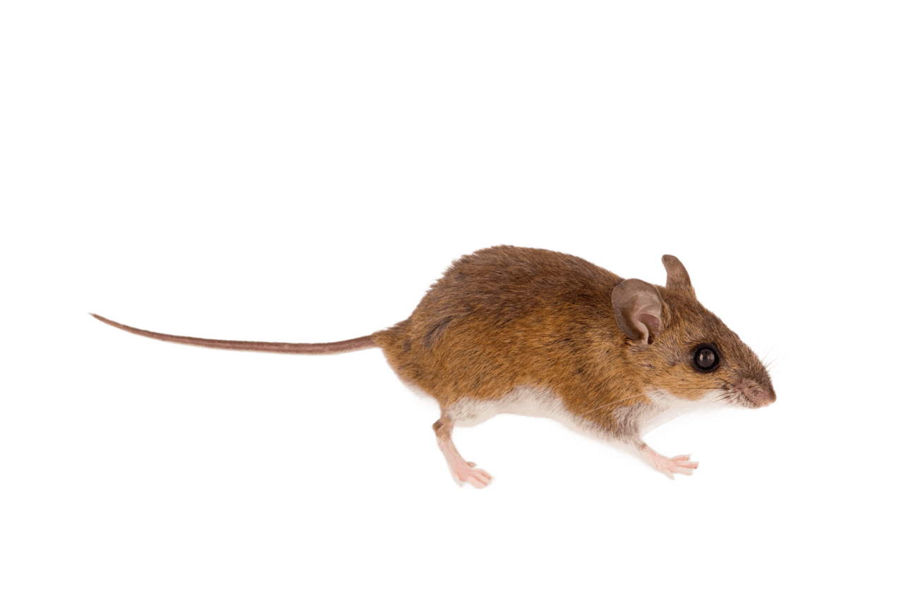 Close-up of a cotton mouse