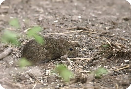 Cotton mouse in leaf litter showing its distinctive coloring