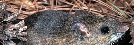 Cotton mouse on leaf litter