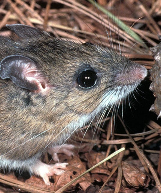 Close-up of a cotton mouse showing health risk context