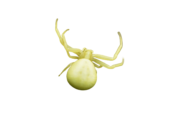 Close-up of a Crab spider