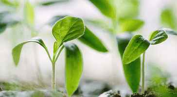 Inspect plants