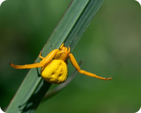 Crab spider