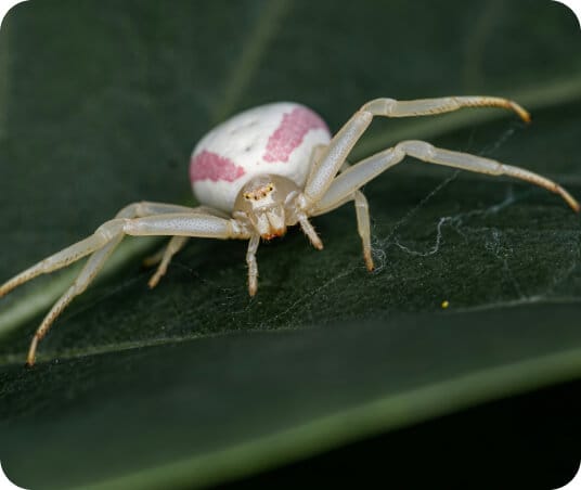 Crab spider signs