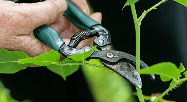 Vegetation management