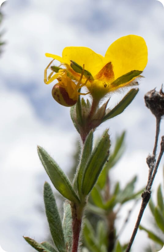 crab spider