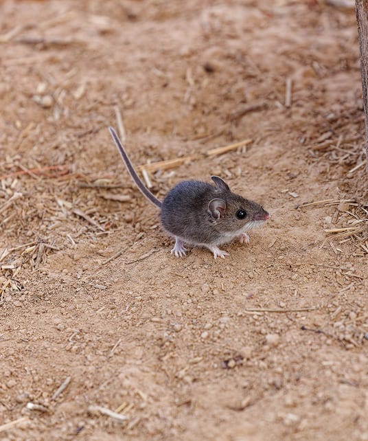 Deer mouse in sandy environment carrying hantavirus risk