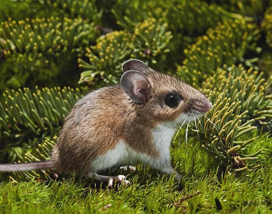 Deer mouse in green grass showing health risk context