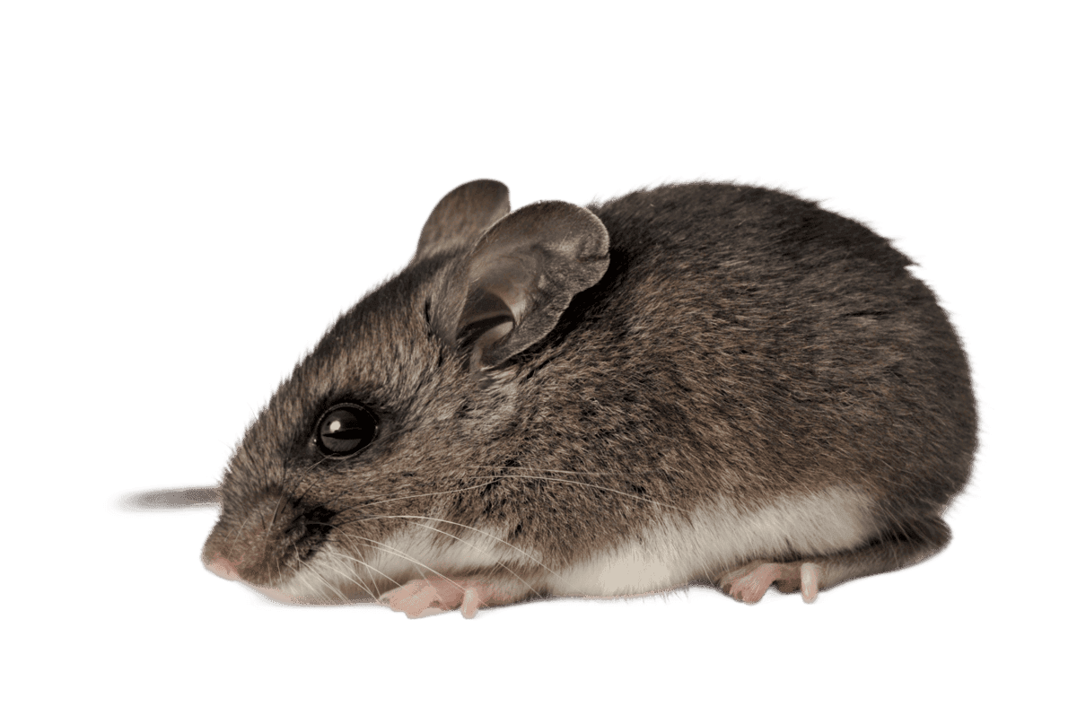 Close-up of a deer mouse