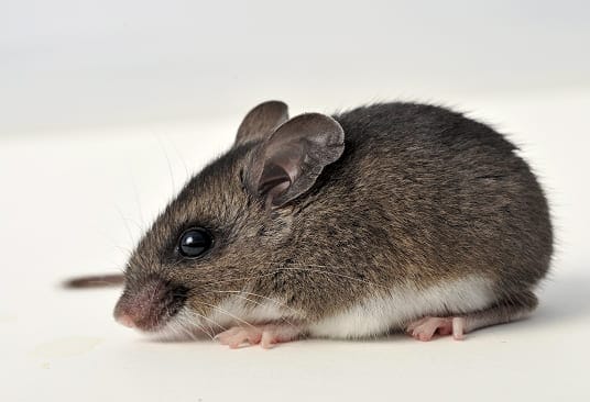 Deer mouse close-up showing its two-tone coloring