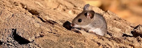Deer mouse on a rock