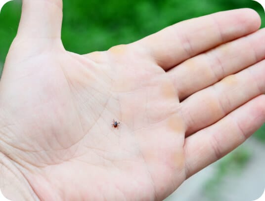 Tick activity around the home