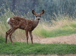 Deter Deer