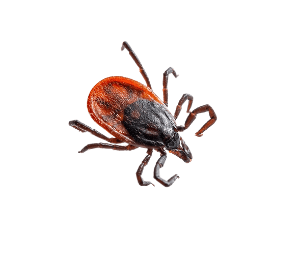 Close-up of a tick