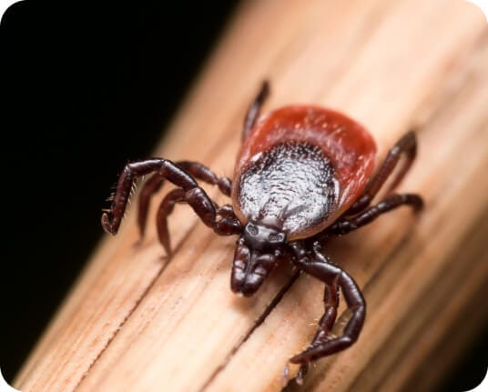 Tick activity around the home