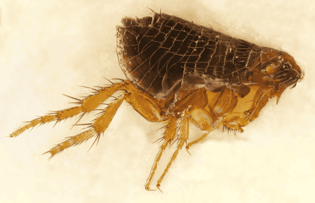 Dog Flea (Ctenocephalides canis)