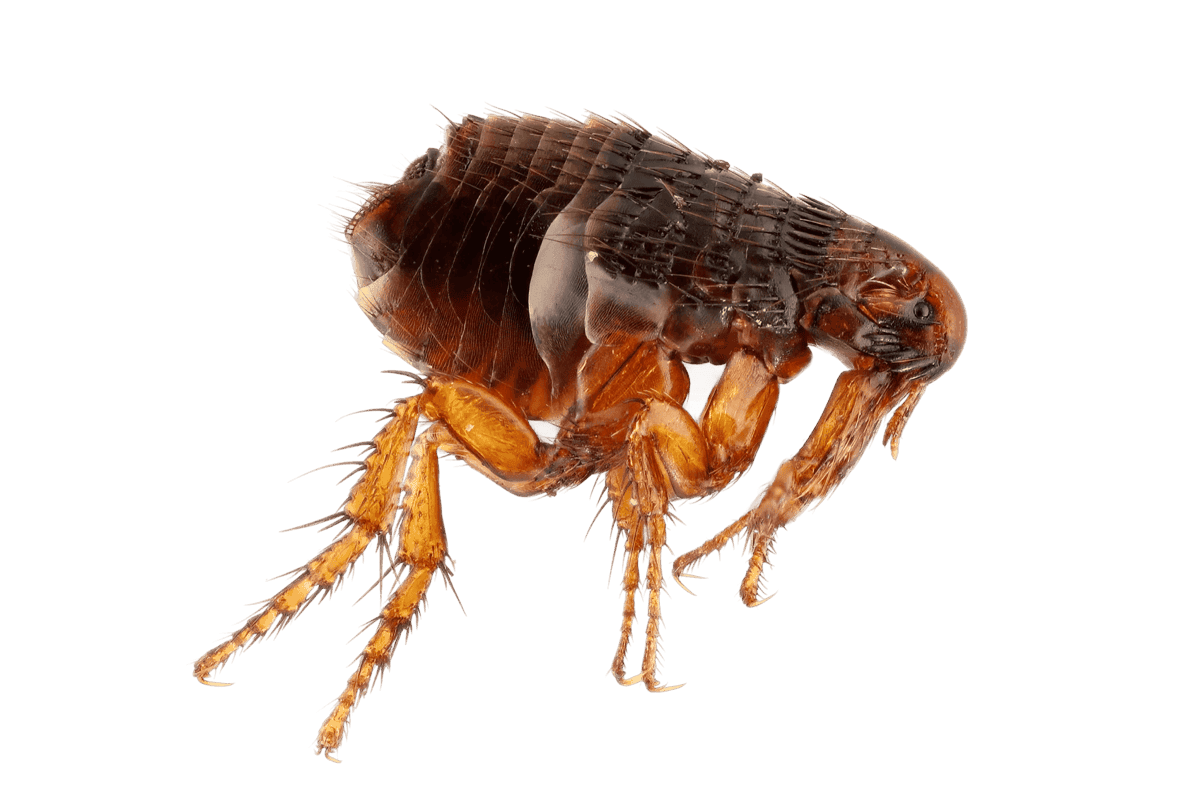 Close-up of a flea